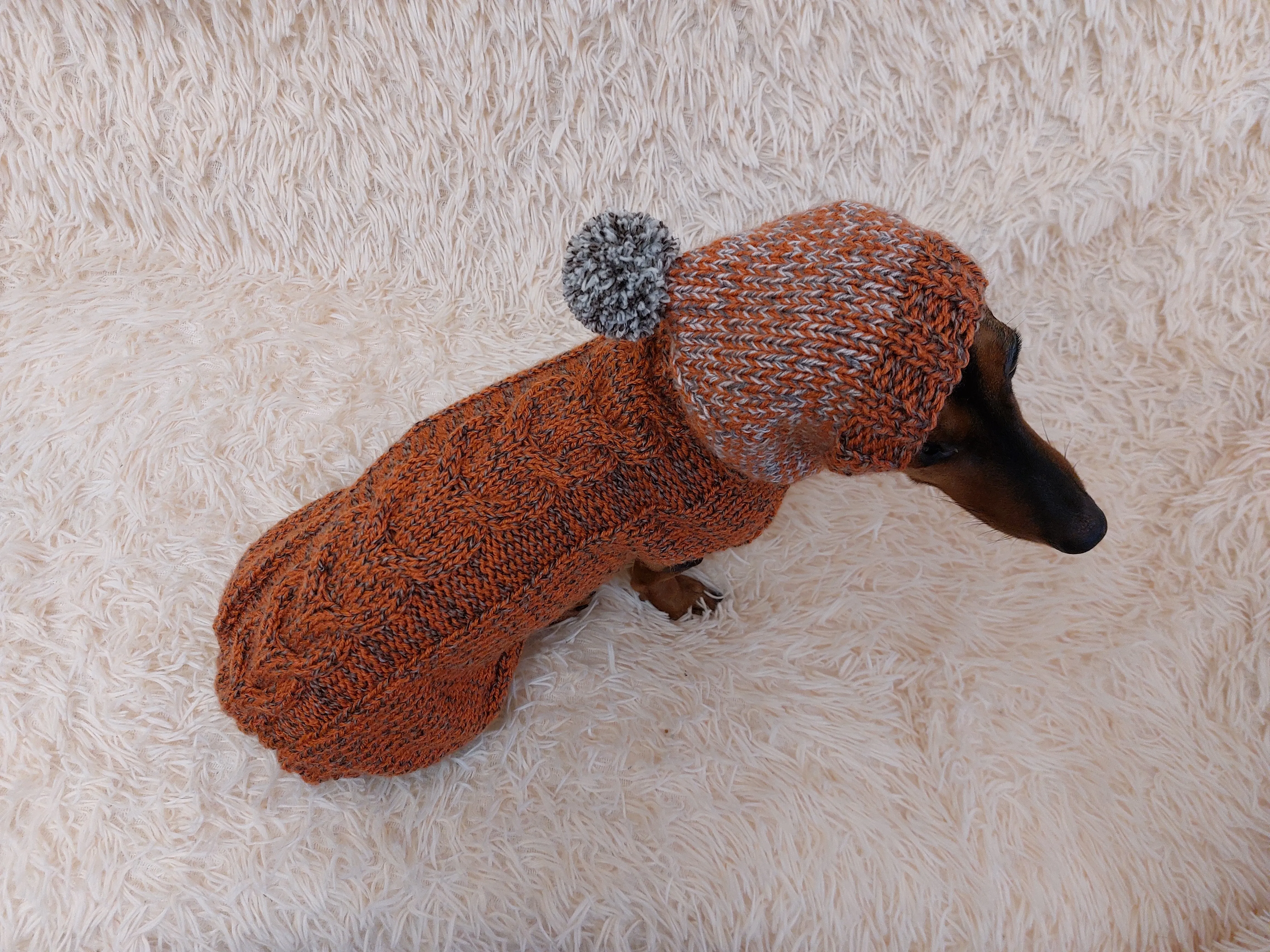 Hooded Dog Sweater, Sweater with hood for dachshund or small dog, sweatshirt knitted for dog